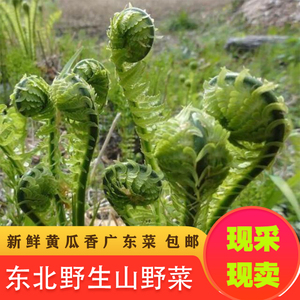 东北新鲜山野菜广东菜黄瓜香荚果蕨山菜拳头菜保鲜发野生现采现卖