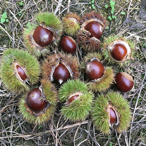 新鲜锥栗小板栗生栗子圆栗毛栗高山油栗锥形榛子野生5斤包邮2017