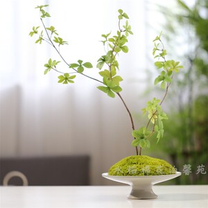 现代简约新中式假花花器组合茶几桌面永生苔藓花艺装饰摆件家居