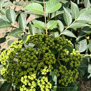 吴茱萸种子干垂油子锤油籽米辣子吴茱萸牛瘪血红附姜桂药材做香料