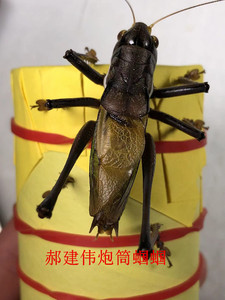 天津名家郝建伟份房新脱蝈蝈铁蝈蝈冬蝈蝈郝建伟蝈蝈炮筒蝈蝈