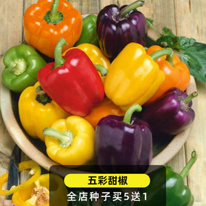 五彩甜椒种子20粒彩色椒种籽甜味观赏食用辣椒室外阳台盆栽春播