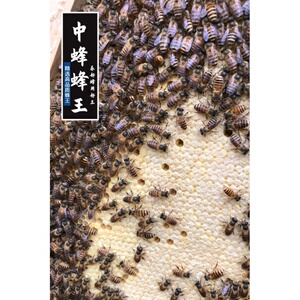 中蜂蜂王种王开产王活体高产四川麻王阿坝杂交蜜蜂群新土蜂处女王