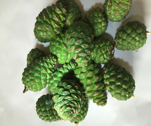 大松塔超大野生