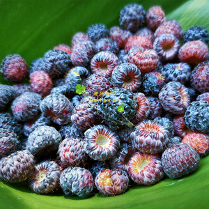 黑刺莓种子苗 树莓山莓三月泡覆盆子乌泡野果 发芽率高好养易活