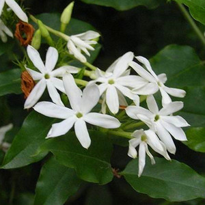扭肚藤苗 中草药材花卉植物盆栽 花香浓郁可驱蚊 满包邮