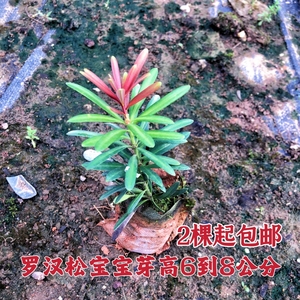 海岛红芽罗汉松宝宝盆景办公室桌面好养网红小清新迷你小盆栽植物