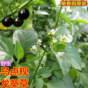 新鲜现采龙葵乌点规 钮仔草乌疔草苦葵乌点归500克产地直销农产品