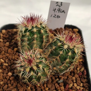 青花虾echinocereus viridiflorus 鹿角柱属 实生仙人球一物一拍