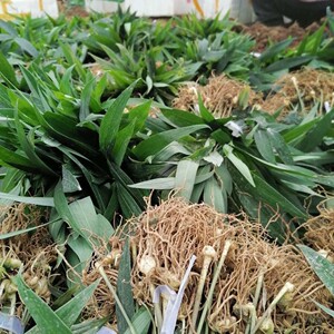 黄精苗黄精种苗姜型名贵药材种植苗树苗黄精不倒苗小苗基地