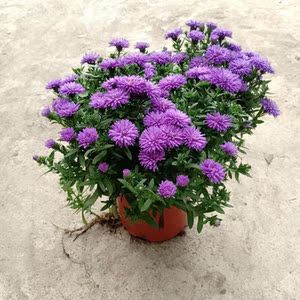 800人付款淘宝四季新品翠菊紫苑盆栽荷兰菊花苗多年生宿根植物庭院