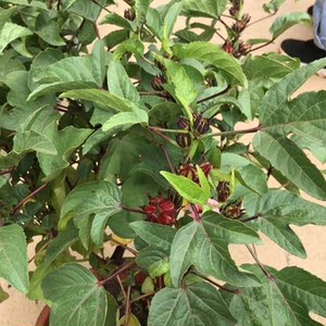 红桃k果苗花盆栽苗玫瑰茄苗洛神花苗树苗庭院阳台可种植带盆栽好