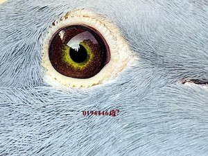 杨阿腾信鸽种鸽长距离赛鸽古铜眼信鸽活体鸟包邮保活黑皮杨啊腾鸟