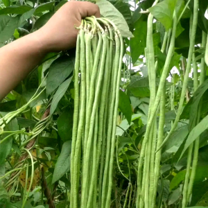 绿先锋厚肉青长豇豆种子高产搭架豆角长豆角种籽阳台蔬菜种子孑