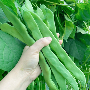 宽扁四季豆种子高产豆角青芸豆种籽纤维少春秋季架豆爬藤蔬菜种孑