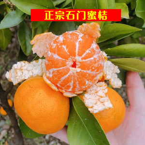 湖南石门橘子新鲜现摘薄皮蜜桔10斤整箱孕妇当季水果无籽柑橘超甜