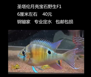 包邮包损高品质精品圣塔伦月亮宝石f1观赏鱼热带鱼观赏食土鲷