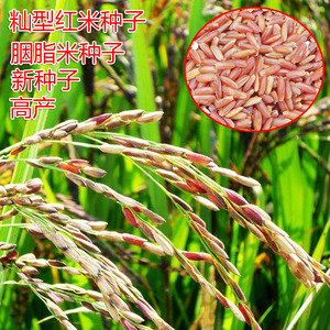 红米稻种红米水稻种子洋县高产红籼米种子红色大米种子新稻谷种子