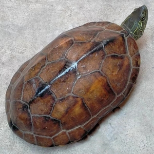 食用龟中华草龟食用乌龟老草龟可食用草龟外塘草龟煲汤龟中国乌龟