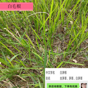 广西大瑶山现挖新鲜白茅根湿茅草根丝茅根鼻血凉茶食材中草药材