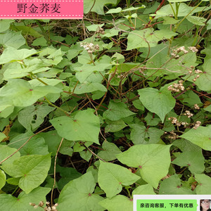 88永丰中草药淘宝野生荞麦根新鲜金开锁苦荞麦三七天荞麦根荞麦金