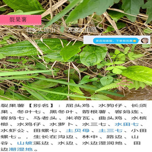 广西大瑶山现挖水田七新鲜屈头鸡全草土三七水田七水虾公中草药
