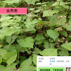 广西大瑶山现挖新鲜金荞麦金锁银开天荞子根赤地利三七苦荞中药材