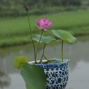 【秦淮彩灯】碗莲乌托邦-小微型窗台阳台盆栽水生观赏荷花种藕cqu