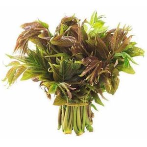 鲜嫩绿油香椿当季香椿芽包邮新鲜蔬菜现摘香椿现摘现发3斤包邮