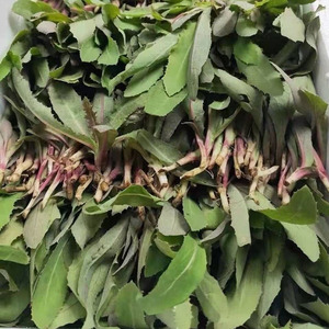 曲麻菜新鲜野生苦麻菜苗苦菜野菜曲曲菜苣荬菜东北蘸酱菜老人现挖