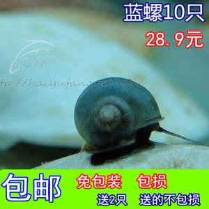 观赏螺活体蓝神秘螺蓝象牙螺淡水观赏螺易繁殖水族工具螺 10只