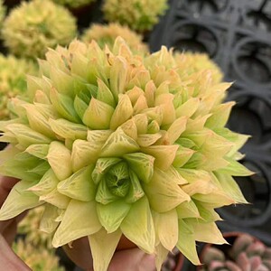 【黄金宝草】 一物一拍多肉植物 宝草玉露肉肉防辐射盆栽多头大群