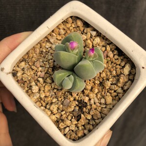 【无比玉老桩】无比玉老桩品牌,价格 - 阿里巴巴