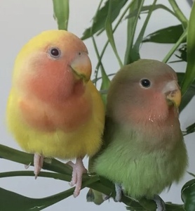 绿桃 黄桃 一对手养牡丹鹦鹉