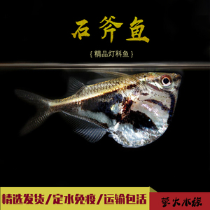 阴阳燕子鱼