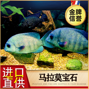 马拉莫宝石鱼 马拉莫 美洲慈鲷鱼 中大型热带观赏鱼活体 淡水鱼