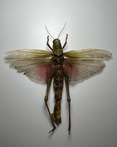 001人付款淘宝棉蝗标本;蝗虫;湿虫;学习科普实验教学,科研,收