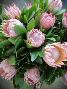 南非进口花材 帝王花公主皇后三支顺丰包邮到家