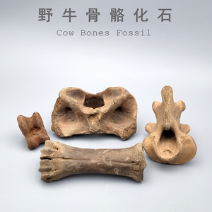 天然冰河时期骨头化石标本骨头化石标本摆件野牛猛犸化石科普教学