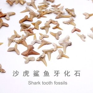 摩洛哥古生物化石鲨鱼牙齿化石原石动物牙齿化石地质科普教学标本