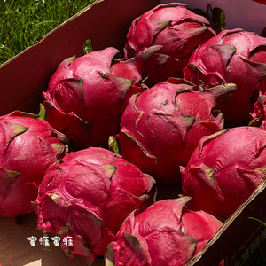 蜜涯蜜涯 超大圆红心火龙果 5斤现摘非常甜海南金都一号精品顺丰
