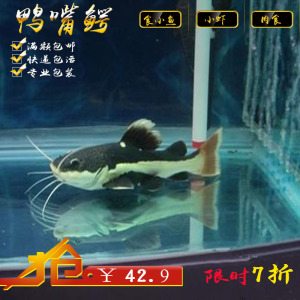 热带鱼 狗仔鲸,招财猫,红尾鲢,红尾猫,红尾鸭嘴,热带观赏鱼