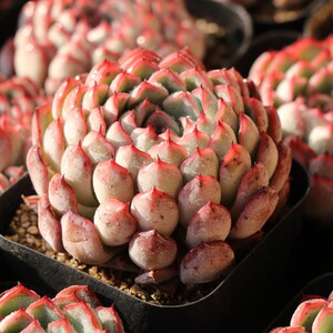 多肉植物老桩清仓苗月舍轰动西施韧爪 鹅卵石 绿植花卉吸甲醛美观