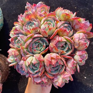 超大阿美星老桩多肉植物非常好养稀有品种精品花卉带盆栽好绿植花