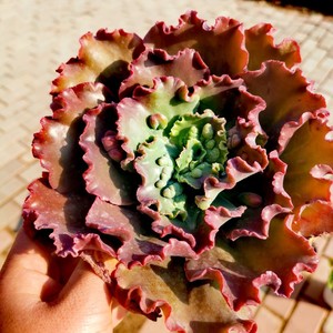 嘉年华多肉包菜盆栽老桩一物一拍