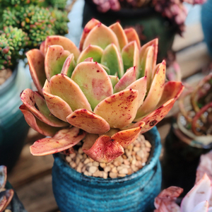 太阳神老桩金辉sp小老桩 群生多头 柠檬 果冻色多肉植物