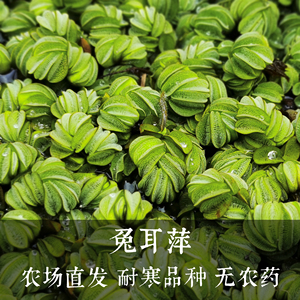 兔耳朵萍 浮萍水草 浮性活体懒人水草 鱼缸造景入门 水生水培植物