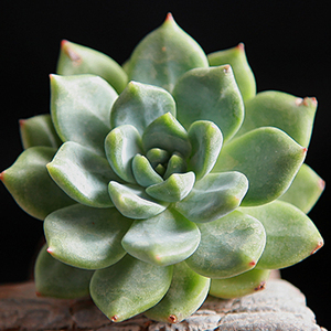 青苹果 植物组合盆栽 办公桌多肉植物 土种 绿植园艺超值推荐