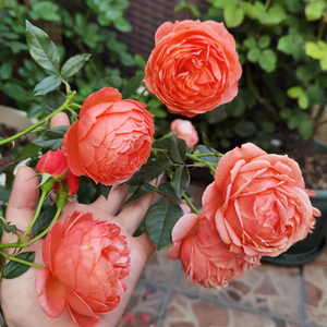 【香水玫瑰盆栽】中国 炽炎月季 杏橙色 淡香藤本/切花家庭阳台花