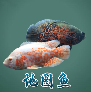 地图鱼大型鱼热带鱼观赏鱼风水鱼食肉猪仔鱼活体包活